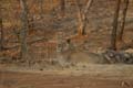 20130319182627 Mier - Sasan Gir NP