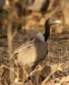 20130320075503 Mier - Sasan Gir NP