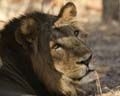 20130320084201 Mier - Sasan Gir NP