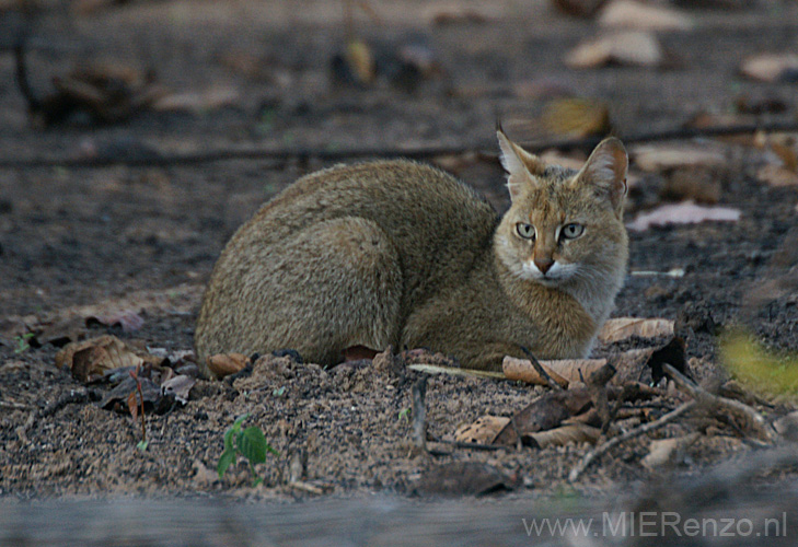 20130308174555 Mier - Bandhavgarh NP