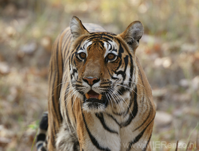 20130311162801 Mier Kanha NP 