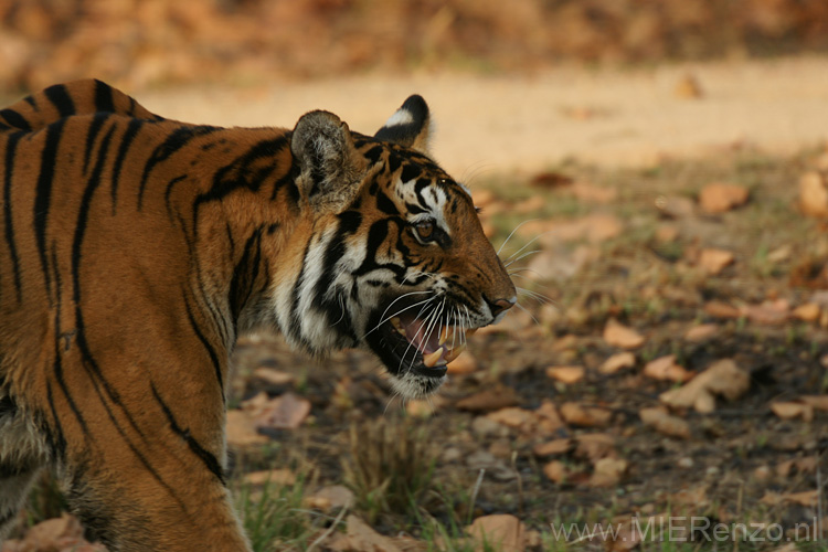 20130311165436 Mier - Kanha NP