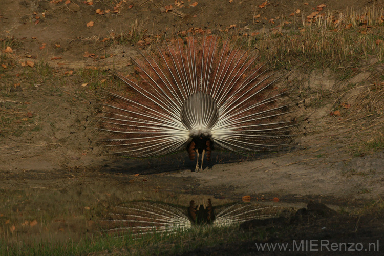 20130312074036 Mier - Kanha NP