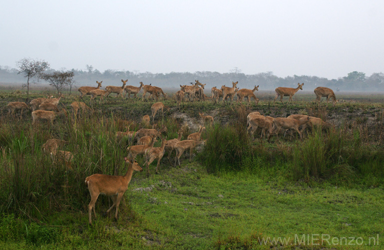 20130315054529 Mier - Kaziranga NP