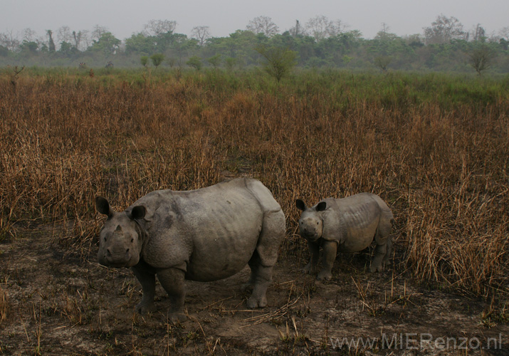 20130315060327 Mier - Kaziranga NP