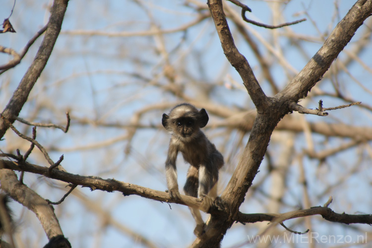 20130319090515 Mier - Sasan Gir NP