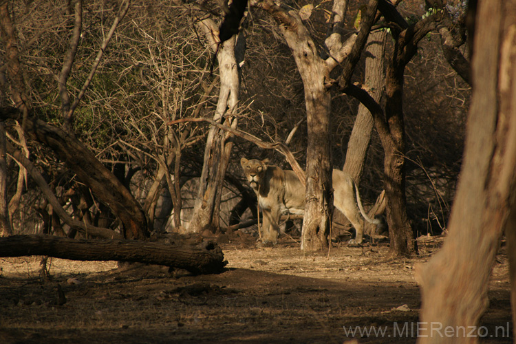 20130319172803 Mier sharpen- Sasan Gir NP