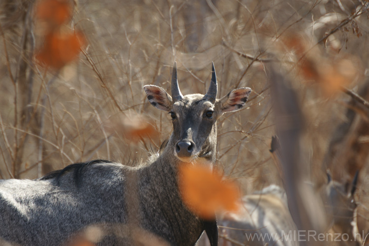 20130320091801 Mier - Sasan Gir NP