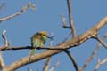 20130308073037 Mier - Bandhavgarh NP