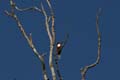 20130308075247 Mier - Bandhavgarh NP