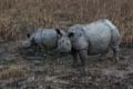 20130315060431 Mier - Kaziranga NP