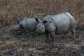 20130315060431 Mier - Kaziranga NP