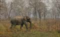 20130316083230 Mier - Kaziranga NP