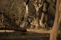 20130319172803 Mier sharpen- Sasan Gir NP