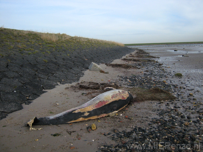 20131108120426 Terschelling - Bruinvis