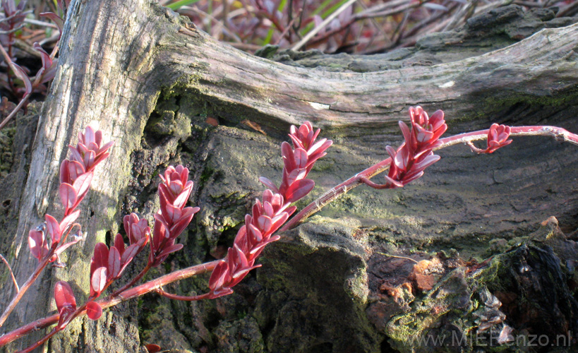 20131110102856 Terschelling