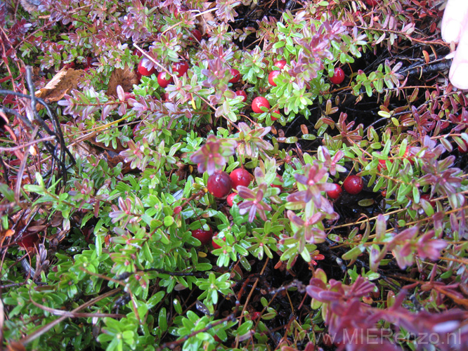 20131112151344 Terschelling