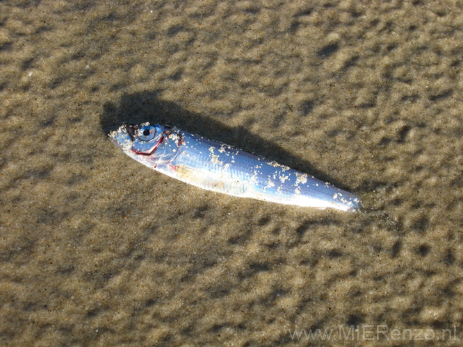 20131113105057 Terschelling