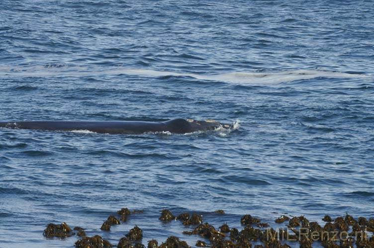 20070923 B (63) Hermanus - walvis