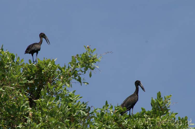 20071007 B (20) Okavango Delta