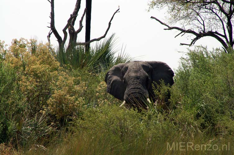 20071007 B (61) Okavango Delta