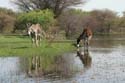 20071007 A (59) Okavango Delta