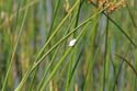 20071007 C (14) Okavango Delta