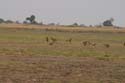 20071010 A (08) Chobe NP - wilde honden
