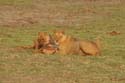 20071010 A (31) Chobe NP