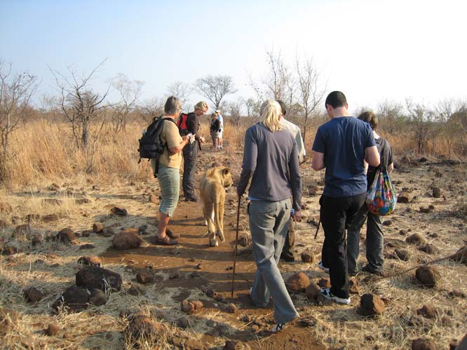 20071012 A (28) Vic Falls - Leeuwenwandeling