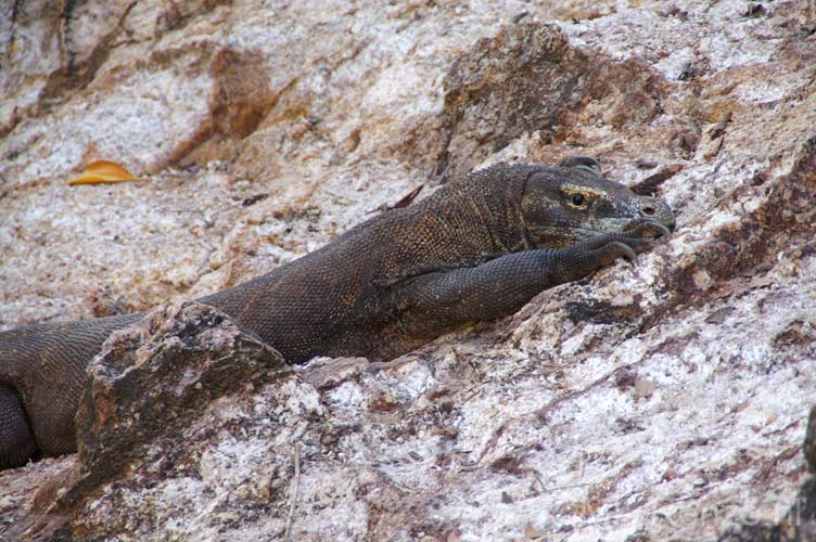 20070508 sunda A (06) Boottocht - Rinca - Komodovaraan