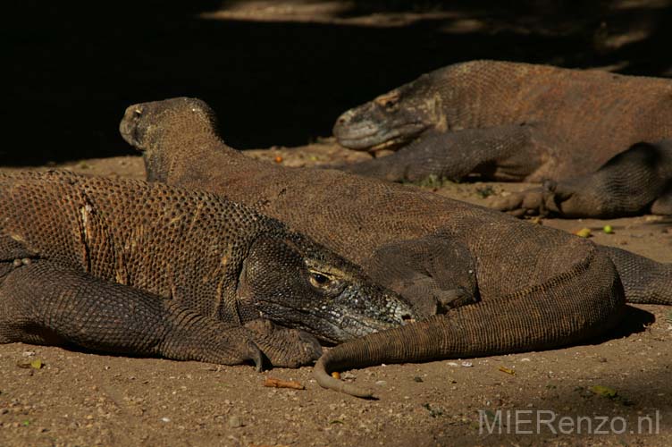 20070508 sunda A (51) Boottocht - Rinca - Komodovaranen