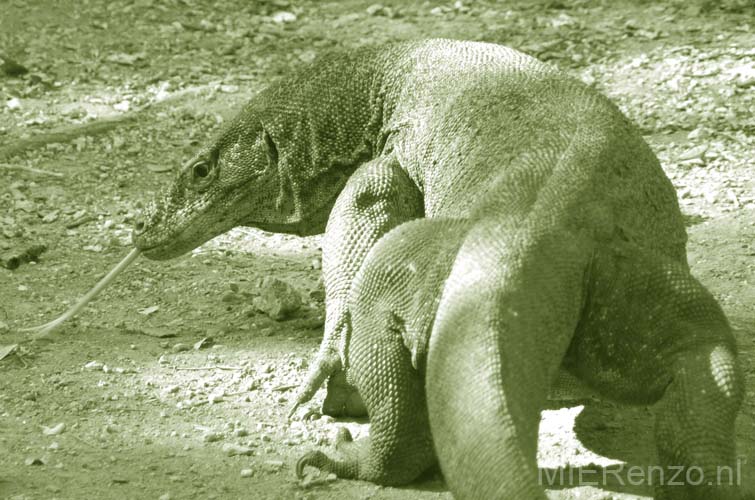 20070508 sunda A (63) Boottocht - Rinca - Komodovaraan