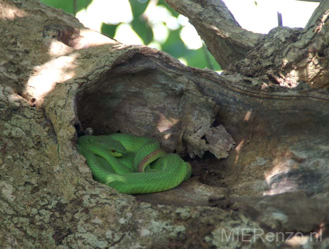 20070508 sunda A (95)  Boottocht - Rinca - Green Pitviper