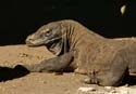 20070508 sunda A (53) Boottocht - Rinca - de Komodoknuffelvaraan