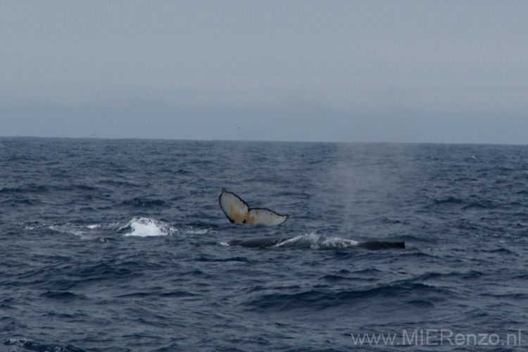 20081216 A (08) Drake Passage - Walvissen!