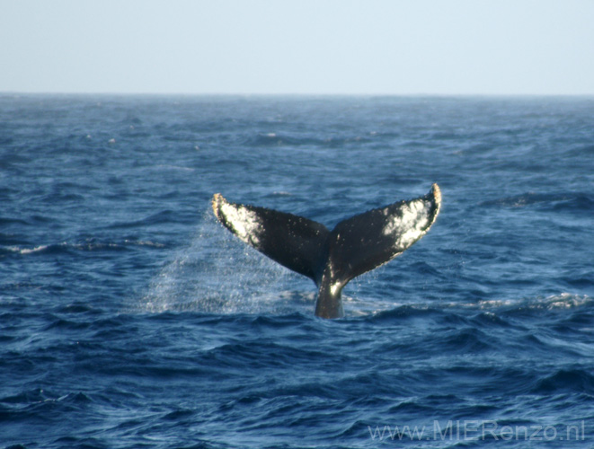 20081216 B (12) Drake Passage - en weer walvissen