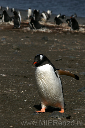 20081217 A (49) Landing Barrientos Island - Ezelspinguin