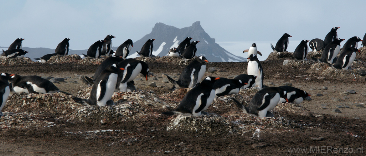 20081217 A (73) Landing Barrientos Island - Ezelspinguins