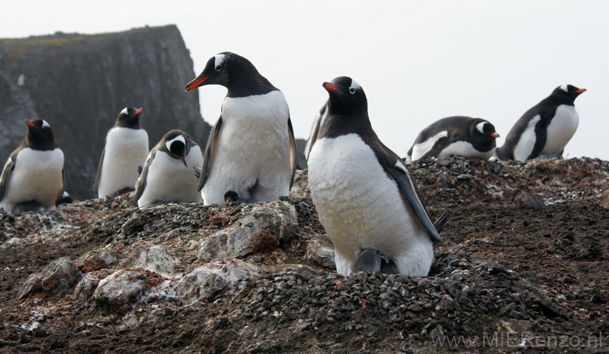 20081217 B (30) Landing Barrientos Island - Ezelspinguins