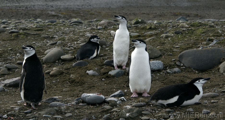 20081217 B (93) Landing Barrientos Island - kinbandpinguins