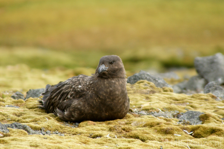 20081217 C (37) Landing Barrientos Island - skua