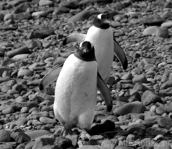 20081218 B (05) Landing Yankee Harbour - ezelspinguins