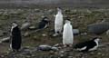 20081217 B (93) Landing Barrientos Island - kinbandpinguins