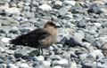 20081218 A (31) Landing Yankee Harbour - skua