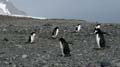 20081218 A (86) Landing Yankee Harbour - ezelspinguins