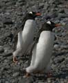 20081218 B (07) Landing Yankee Harbour - ezelspinguins