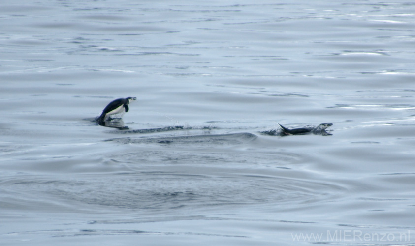 20081221 B (15) jumping kinbandpinguin