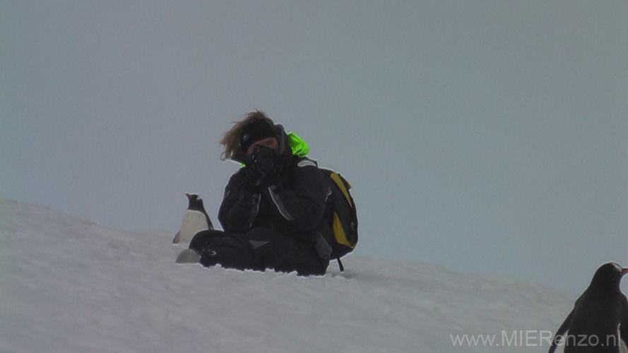 20081221 B (62b) (Marjan) Cuverville Island - Overal pinguins!