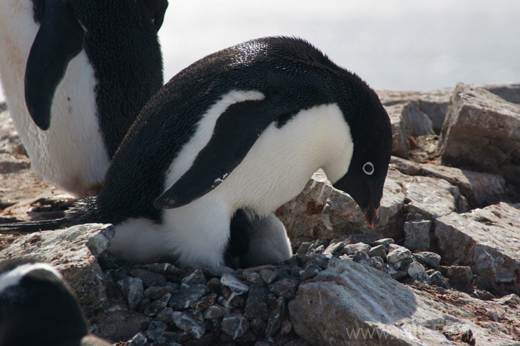 20081224 A (96) Petermann Island - Adéliepinguins